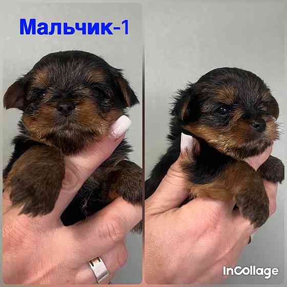 Продам маленького, любимку Макеевка