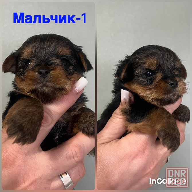 Продам маленького, любимку Макеевка - изображение 1