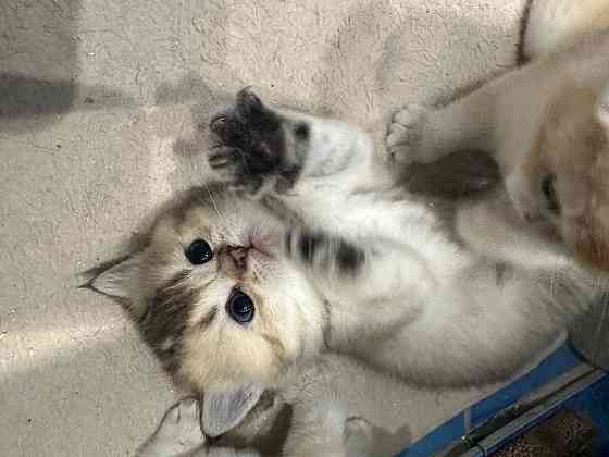 Котята золотой шиншиллы Донецк