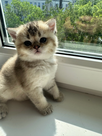 Котята золотой шиншиллы Донецк