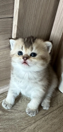Котята золотой шиншиллы Донецк