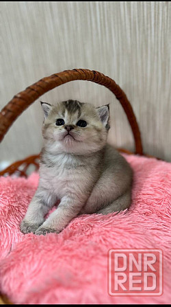 Котята золотой шиншиллы Мариуполь - изображение 3