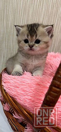 Котята золотой шиншиллы Мариуполь - изображение 4