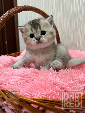 Котята золотой шиншиллы Мариуполь - изображение 5