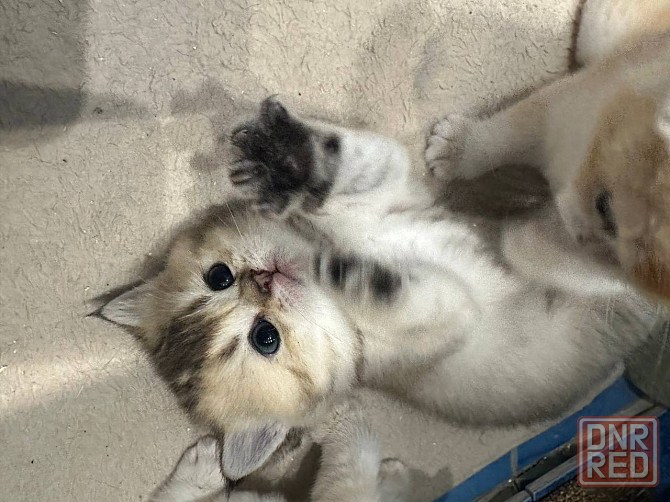 Котята золотой шиншиллы Мариуполь - изображение 6