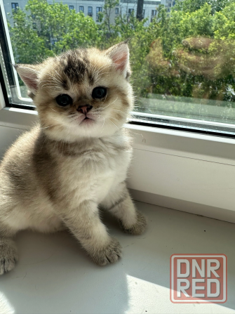 Котята золотой шиншиллы Мариуполь - изображение 2