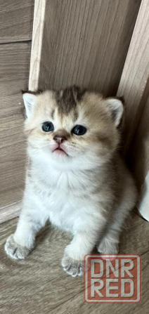 Котята золотой шиншиллы Мариуполь - изображение 1