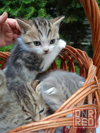 Продам котят Донецк - изображение 6
