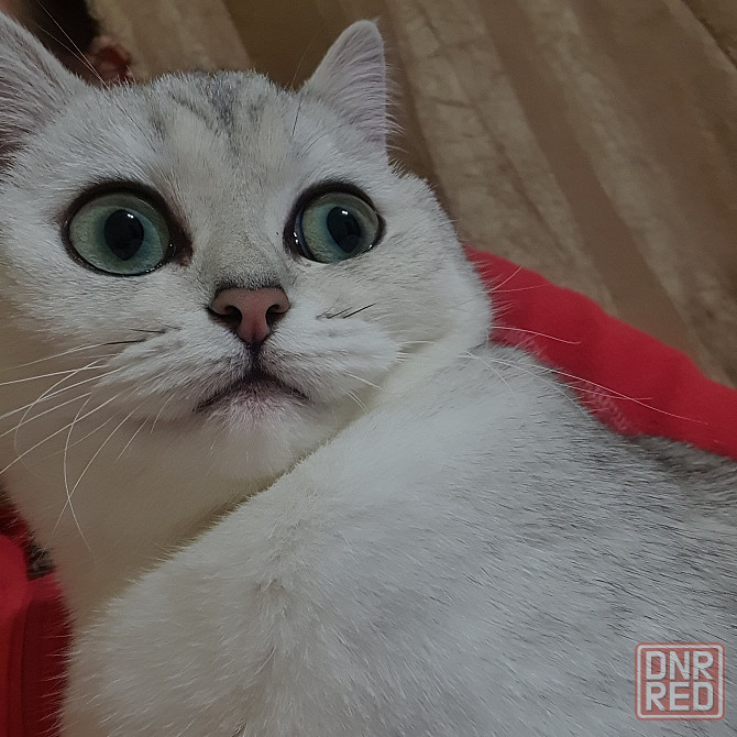 Серебристая шиншилла 9 месяцев Донецк - изображение 2