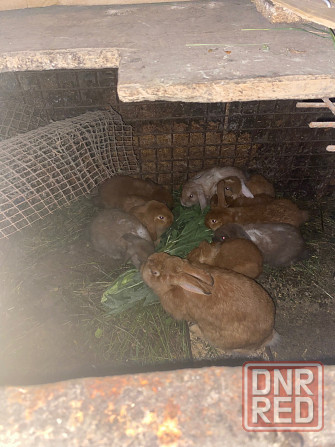 Продам кролей породы баран Макеевка - изображение 4