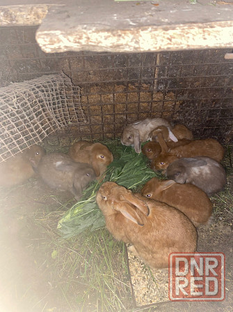 Продам кролей породы баран Макеевка - изображение 5