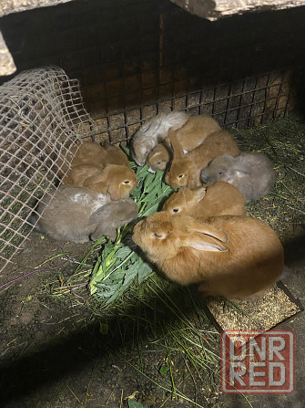 Продам кролей породы баран Макеевка - изображение 3