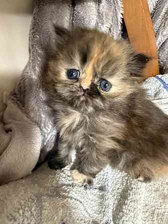 Персидские котята Макеевка