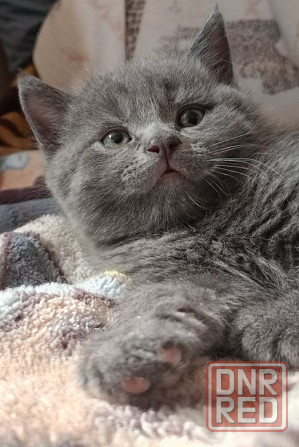 Продаю британских котят Донецк - изображение 3
