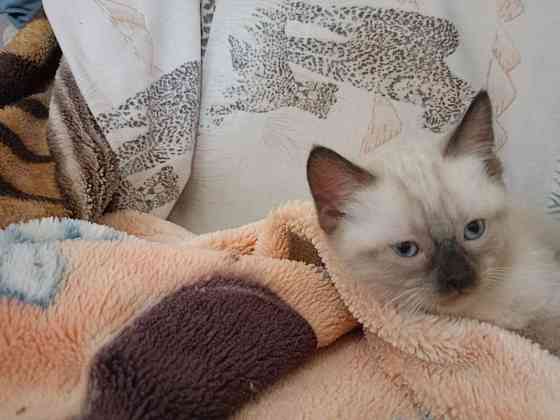 Продаю сиамского котенка Донецк