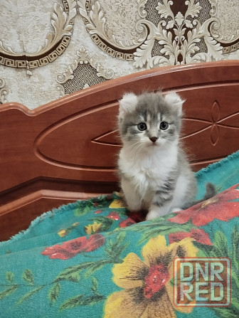 Американский керл Донецк - изображение 1