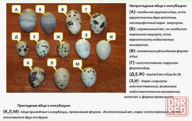Инкубационное яйцо техасский перепел Макеевка - изображение 2