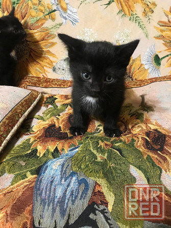 Котята ищут дом Донецк - изображение 2