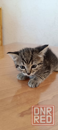 Котята американской короткошёрстной кошки разных окрасов бесплатно мальчики девочк и Макеевка - изображение 3