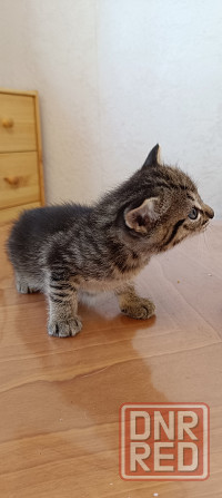 Котята американской короткошёрстной кошки разных окрасов бесплатно мальчики девочк и Макеевка - изображение 4