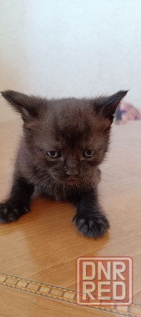 Котята американской короткошёрстной кошки разных окрасов бесплатно мальчики девочк и Макеевка - изображение 1