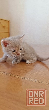 Котята американской короткошёрстной кошки разных окрасов бесплатно мальчики девочк и Макеевка - изображение 7