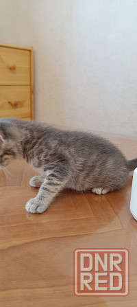 Котята американской короткошёрстной кошки разных окрасов бесплатно мальчики девочк и Макеевка - изображение 6