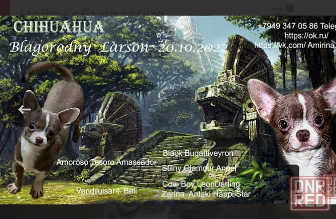 Лиловый кобель. Вязка Донецк - изображение 2