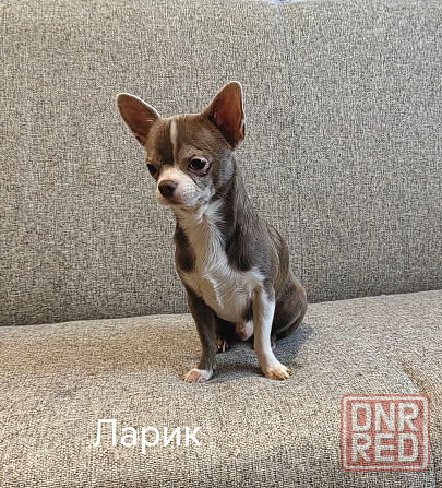 Лиловый кобель. Вязка Донецк - изображение 3