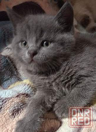 Продам британских котят Донецк - изображение 2