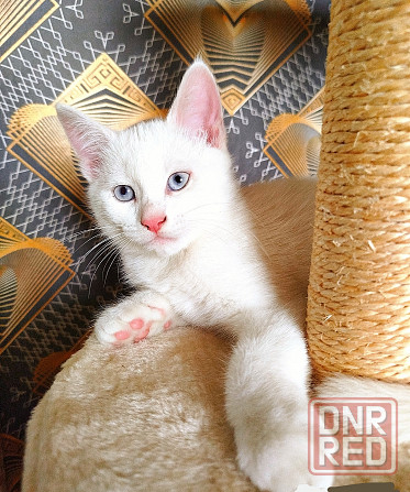 Отдам котят в хорошие руки!!! Донецк - изображение 1