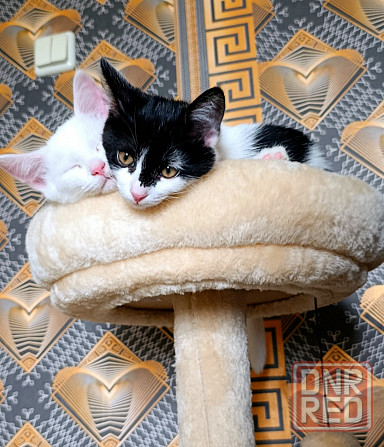 Отдам котят в хорошие руки!!! Донецк - изображение 3
