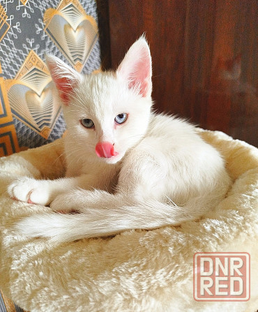 Отдам котят в хорошие руки!!! Донецк - изображение 4