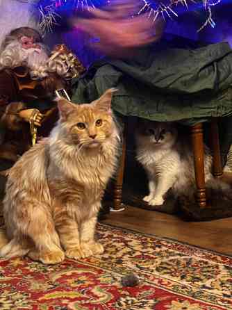 Кошки Донецк