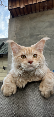 Кошки Донецк