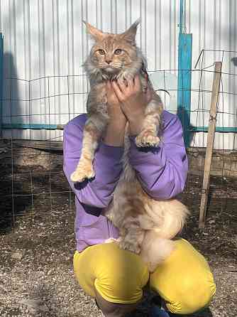 Кошки Донецк
