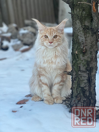 Кошки Донецк - изображение 5