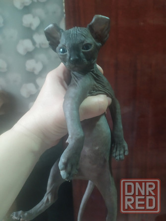 Котята породы Эльф ( девочка и мальчик ) Донецк - изображение 1