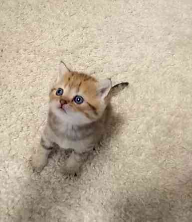 Шотландские котята Донецк
