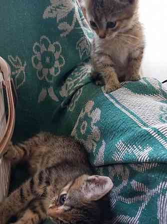 Котята в добрые руки Донецк