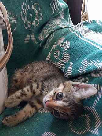 Котята в добрые руки Донецк