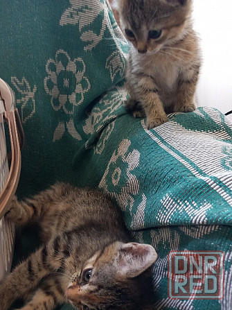 Котята в добрые руки Донецк - изображение 3