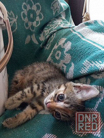 Котята в добрые руки Донецк - изображение 1