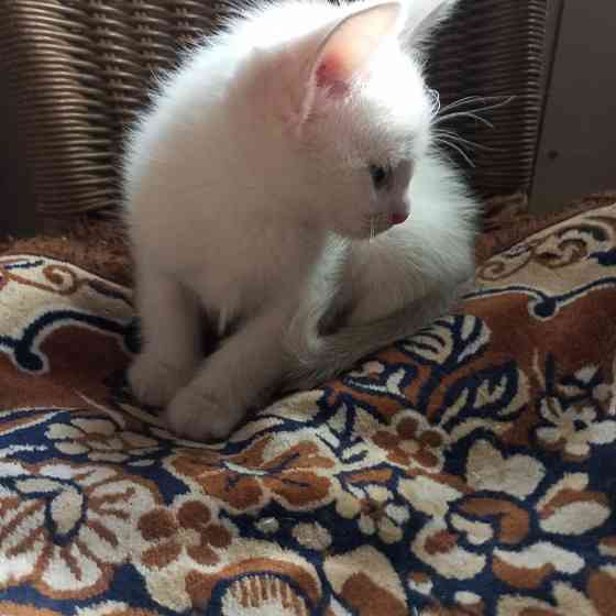 Котята в добрые руки. Донецк