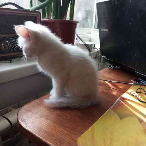 Котята в добрые руки. Донецк