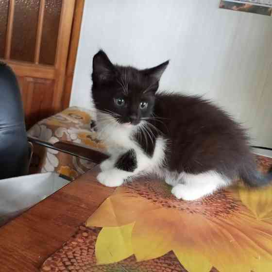 Котята в добрые руки. Донецк