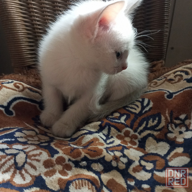 Котята в добрые руки. Донецк - изображение 1