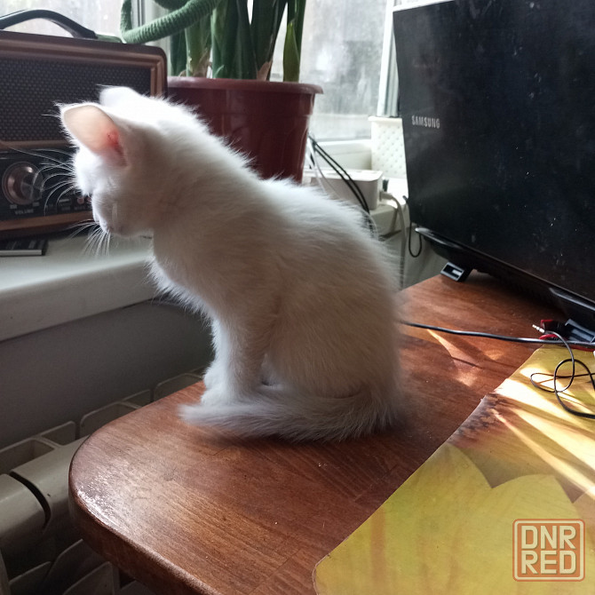 Котята в добрые руки. Донецк - изображение 2