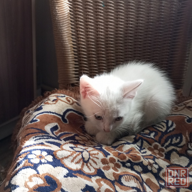 Котята в добрые руки. Донецк - изображение 4