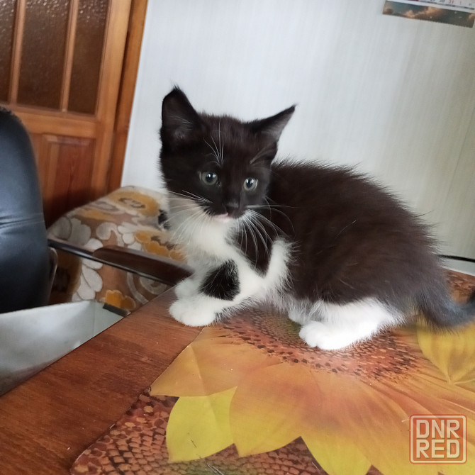 Котята в добрые руки. Донецк - изображение 3
